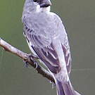 Sporophile gris-de-plomb
