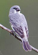 Plumbeous Seedeater