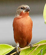 Ruddy-breasted Seedeater