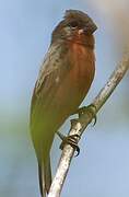 Ruddy-breasted Seedeater