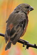 Ruddy-breasted Seedeater