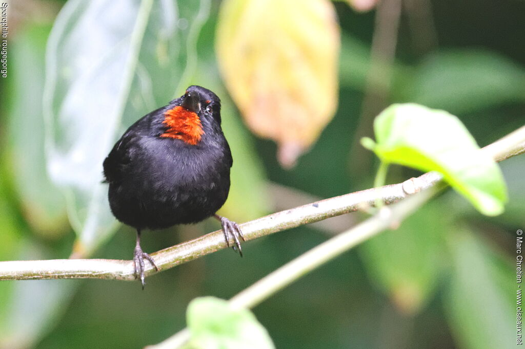 Lesser Antillean Bullfinch male adult