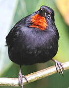 Lesser Antillean Bullfinch