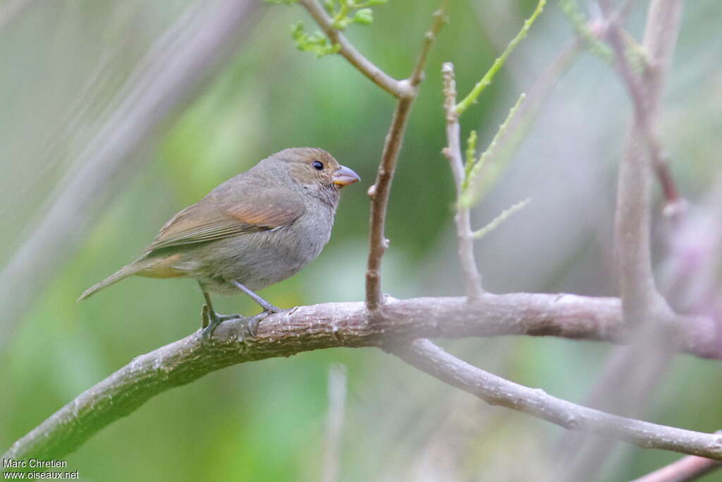 Sporophile rougegorge femelle adulte, identification