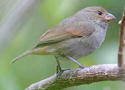 Lesser Antillean Bullfinch