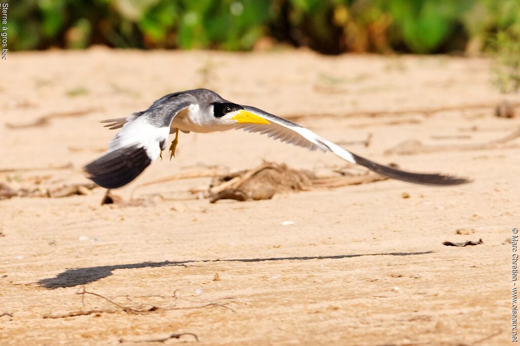 Large-billed Tern male adult