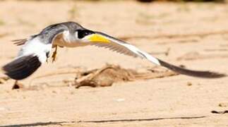 Large-billed Tern