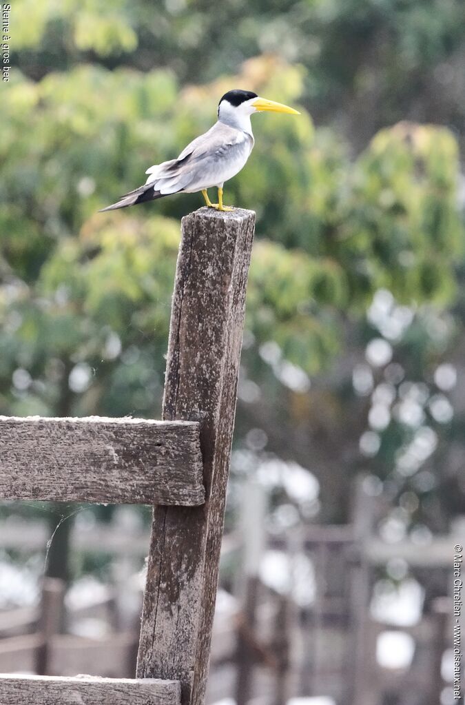 Large-billed Ternadult