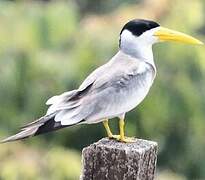 Large-billed Tern