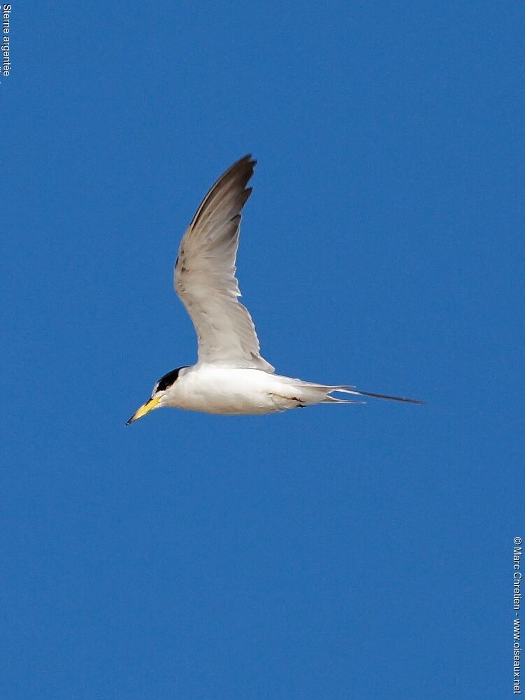 Yellow-billed Tern