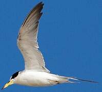 Yellow-billed Tern