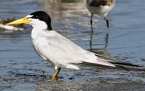 Yellow-billed Tern