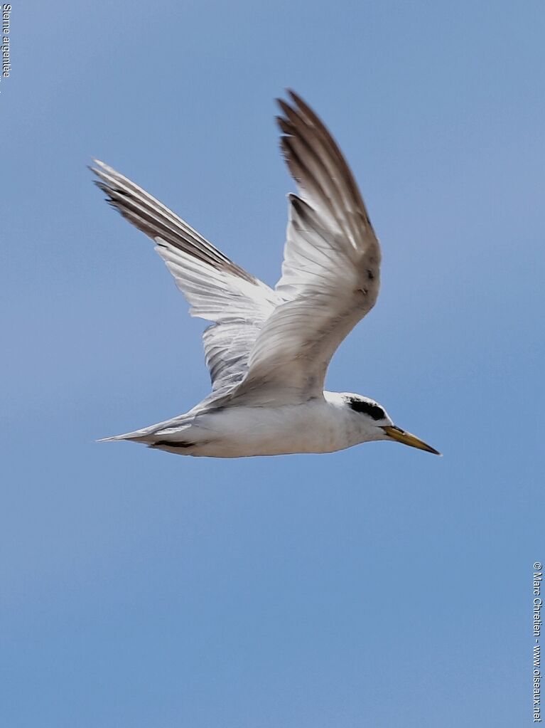 Yellow-billed Tern