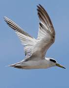 Yellow-billed Tern