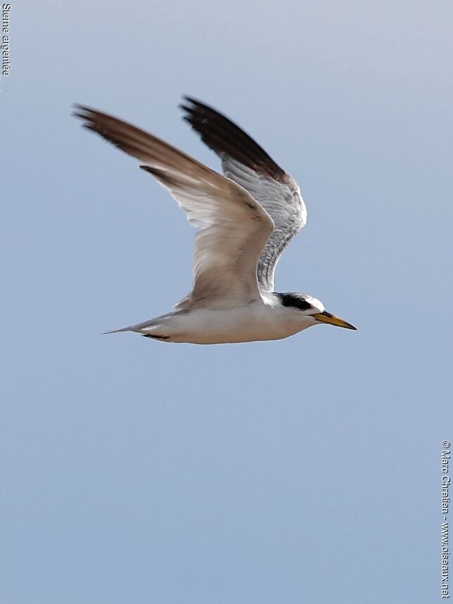 Yellow-billed Tern