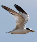 Yellow-billed Tern