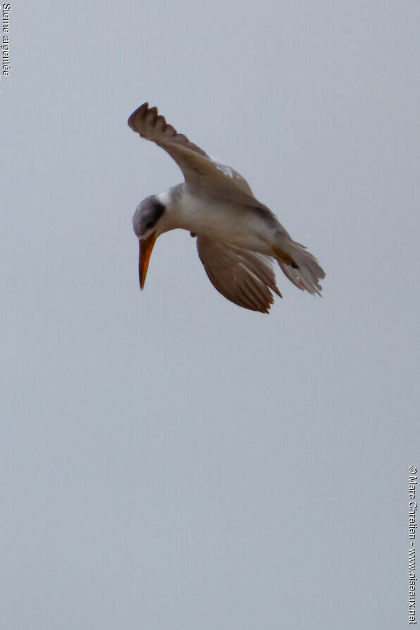 Yellow-billed Tern