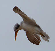 Yellow-billed Tern