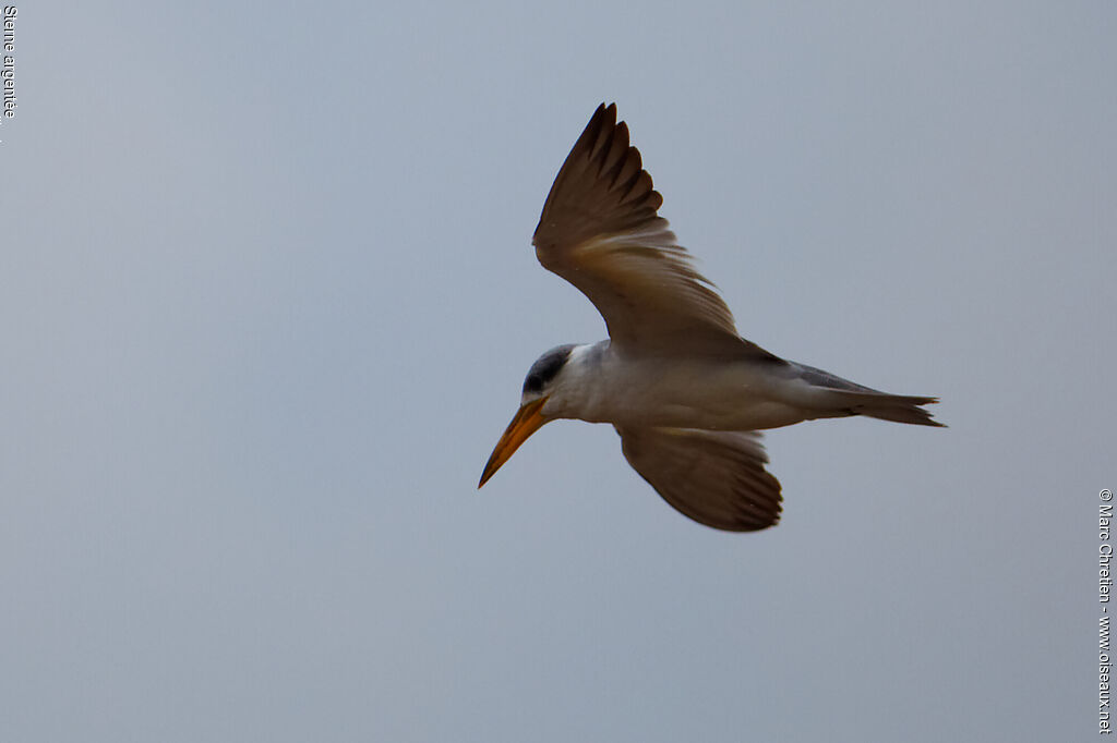 Yellow-billed Tern