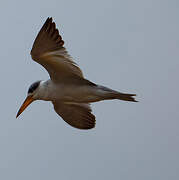 Yellow-billed Tern