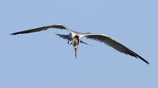 Yellow-billed Tern