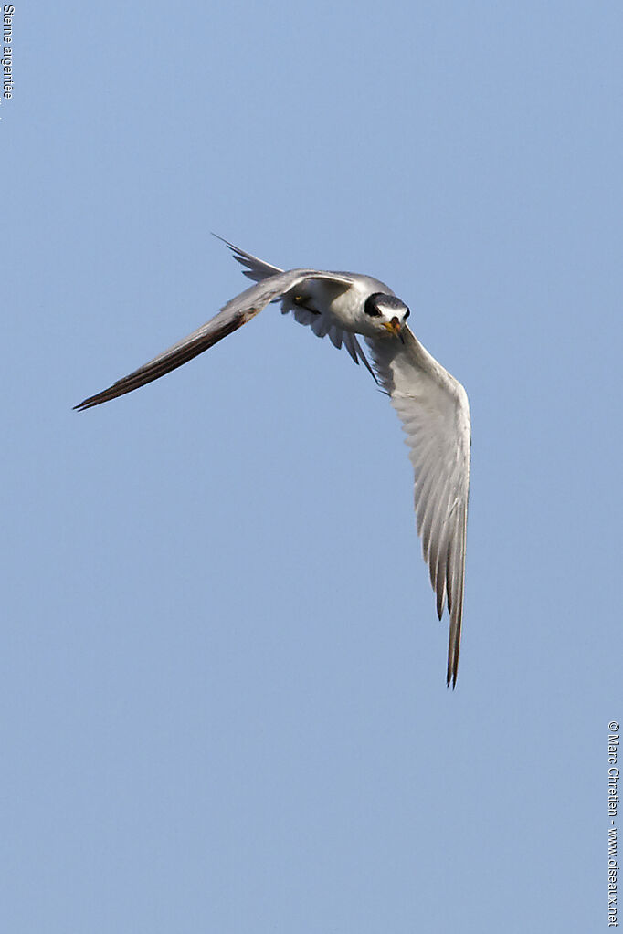 Yellow-billed Tern