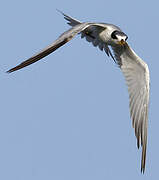 Yellow-billed Tern