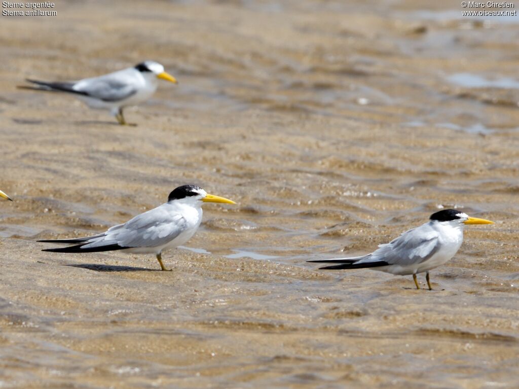 Yellow-billed Tern