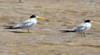 Yellow-billed Tern