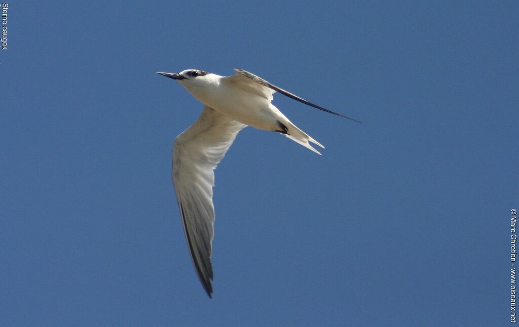 Sandwich Tern