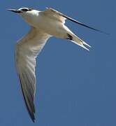Sandwich Tern