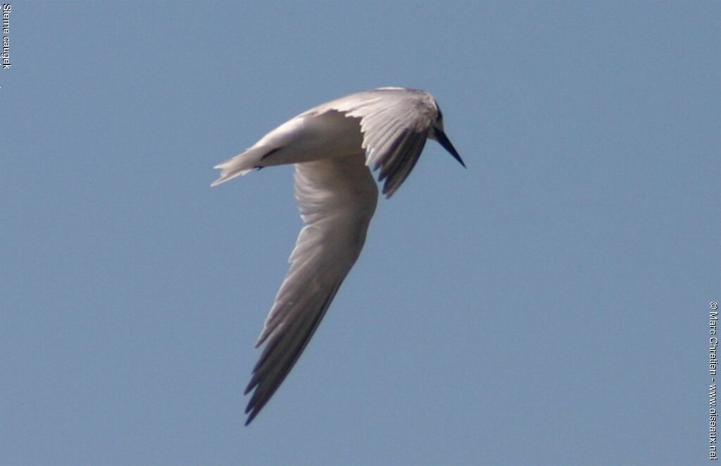 Sandwich Tern