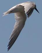 Sandwich Tern