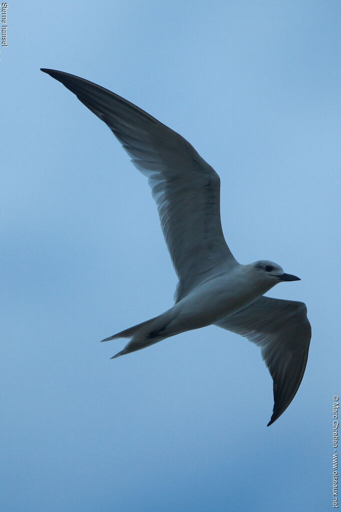 Gull-billed Ternadult, Flight