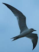 Gull-billed Tern