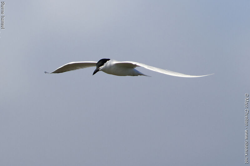 Gull-billed Tern male adult breeding