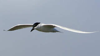 Gull-billed Tern