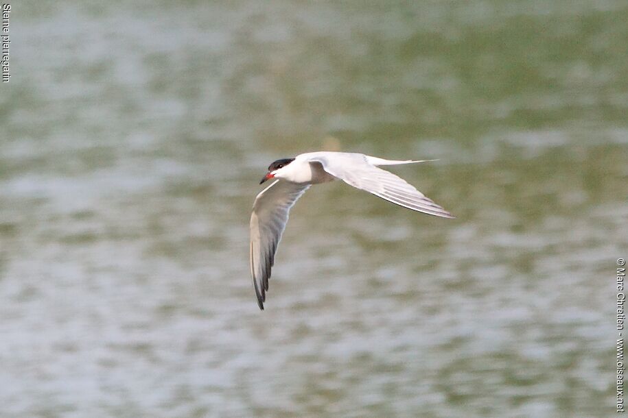 Common Tern male adult breeding