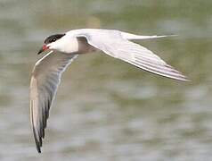 Common Tern