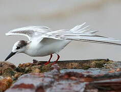 Common Tern