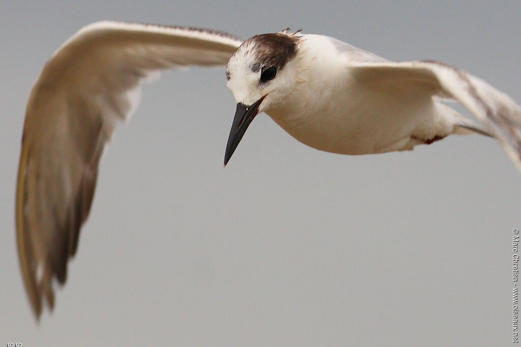 Common Tern