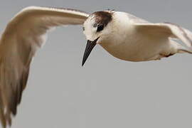 Common Tern