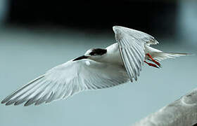 Common Tern