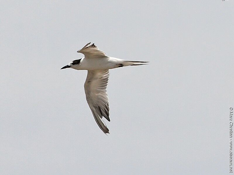 Common Tern