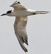 Common Tern