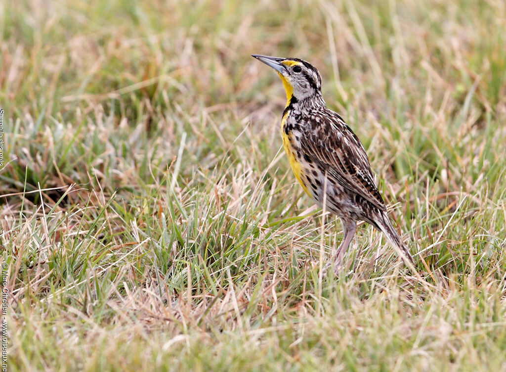 Eastern Meadowlark