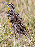 Eastern Meadowlark