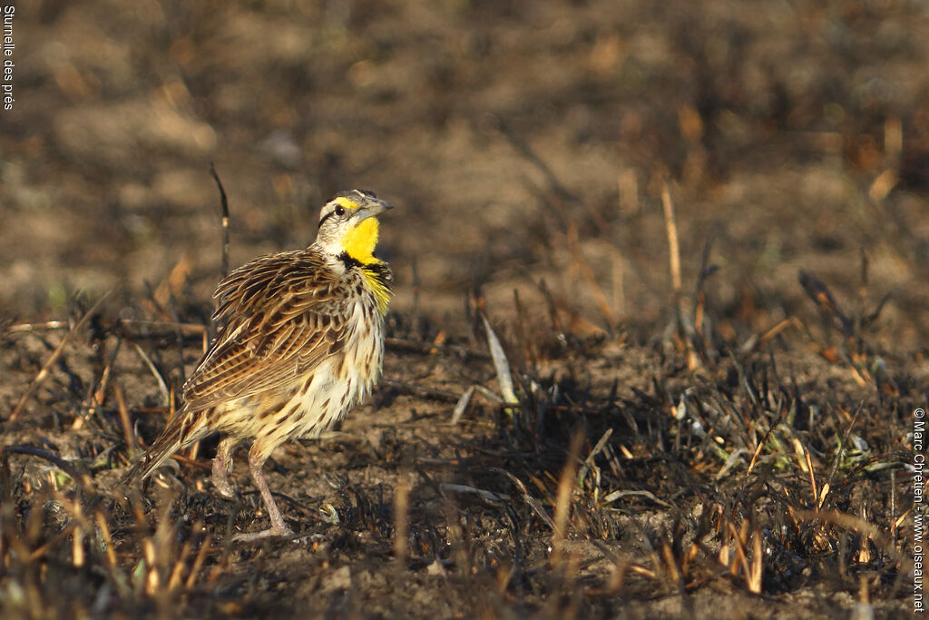 Eastern Meadowlark