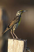 Eastern Meadowlark