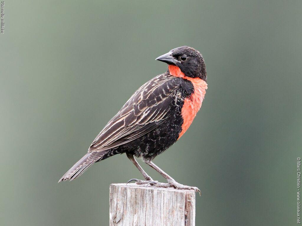 Red-breasted Blackbird